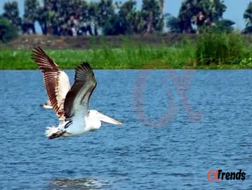 Koleru Lake Andhra Pradeshs Natural Heritage